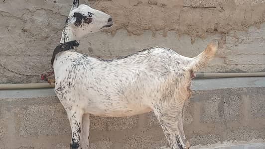 pure barbari bakri with Irani barbari beader