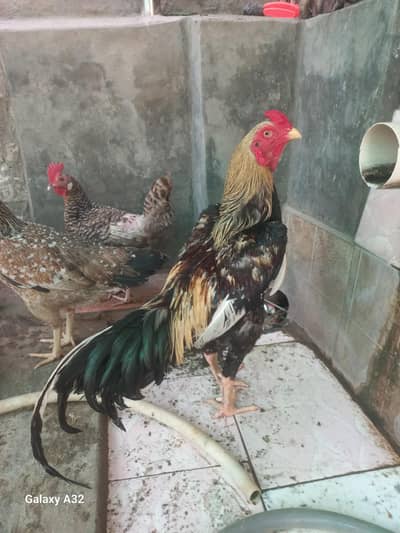 Aseel Java Murgha Hen  cock patha