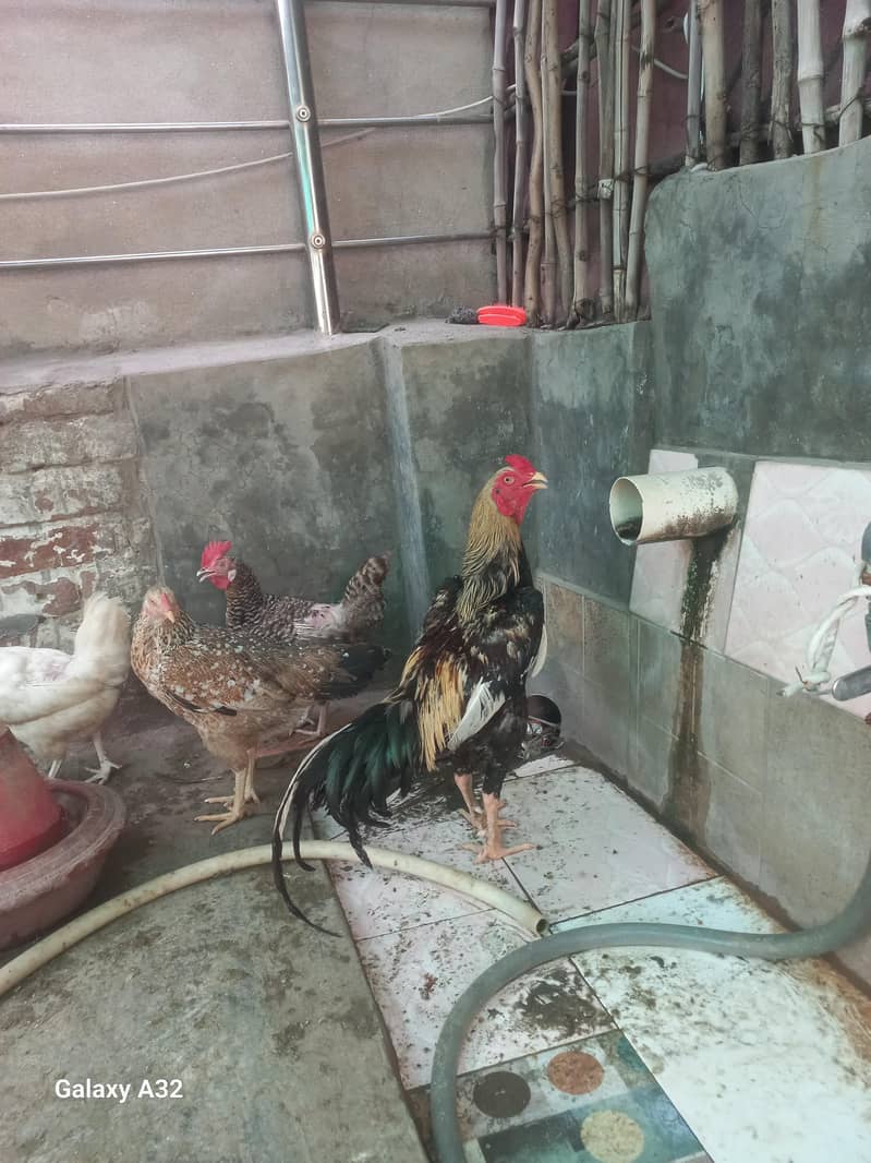 Aseel Java Murgha Hen  cock patha 1