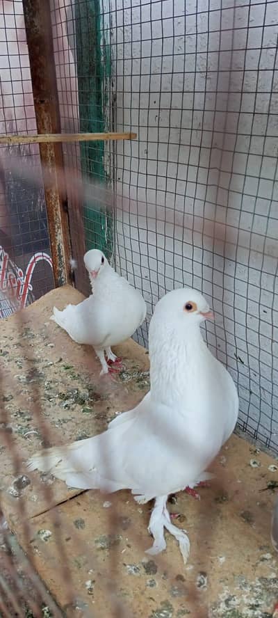 white pair
