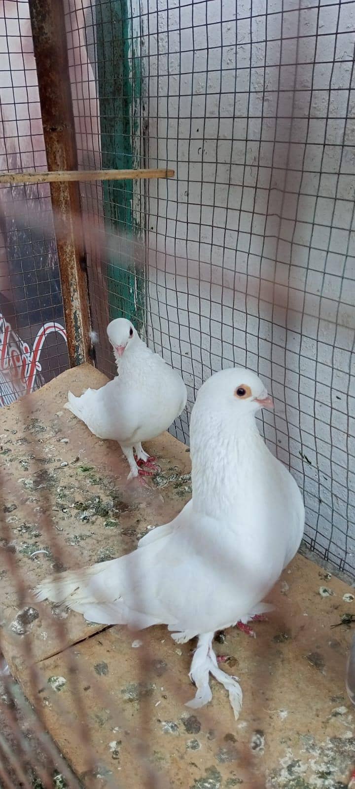 white pair 0