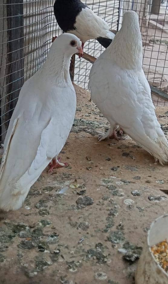 white pair 1