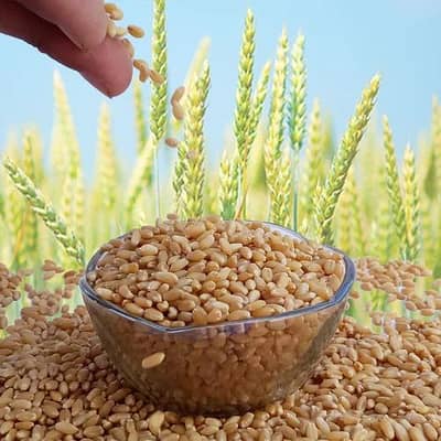 گندم اورگینک برائے فروخت Organic wheat  for sale