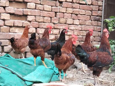 Golden Misiri Hens