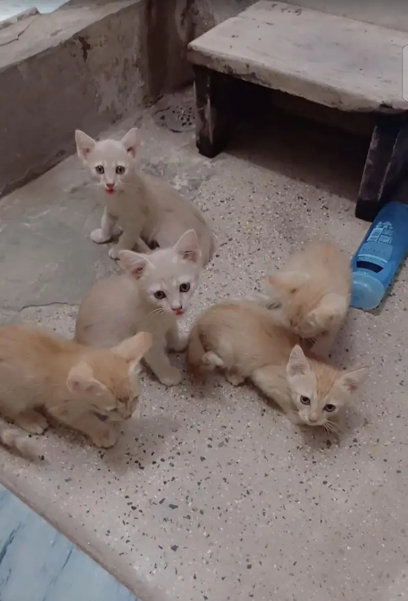 cat's