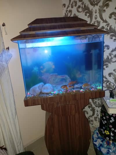 Fish Aquarium
