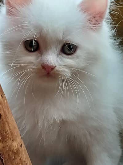Scottish fold kittens  for sale
