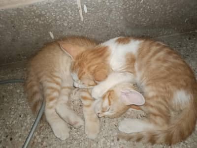 Adoption Persian mix kittens 2 months old