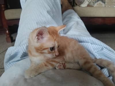 Adoption Persian mix kittens 2 months old