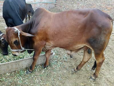 bull sahiwal nsal