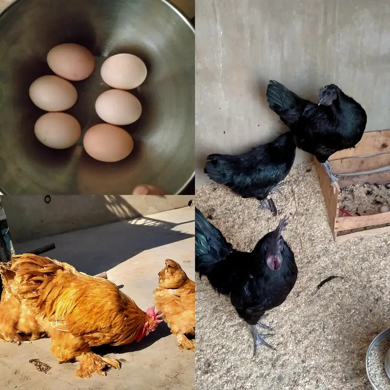 FANCY HENS FERTILE EGGS