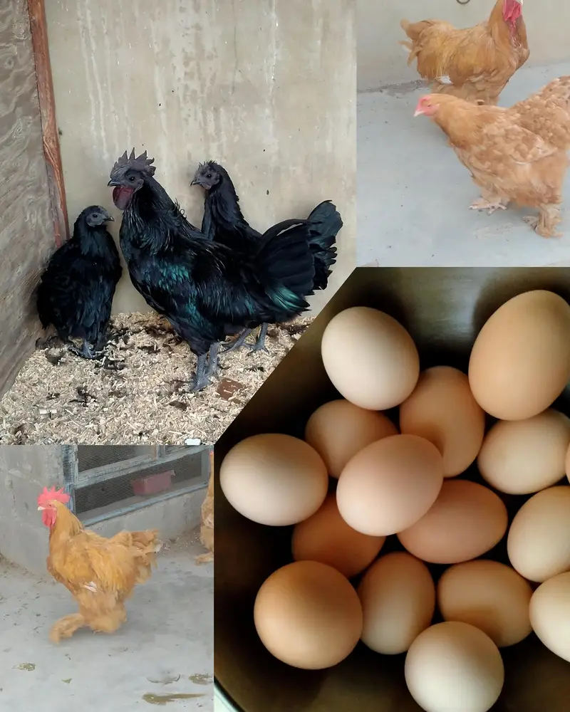 FANCY HENS FERTILE EGGS — photo 2