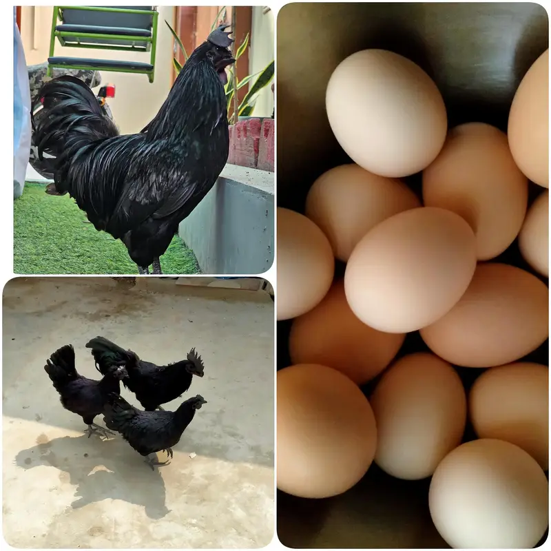 FANCY HENS FERTILE EGGS — photo 3