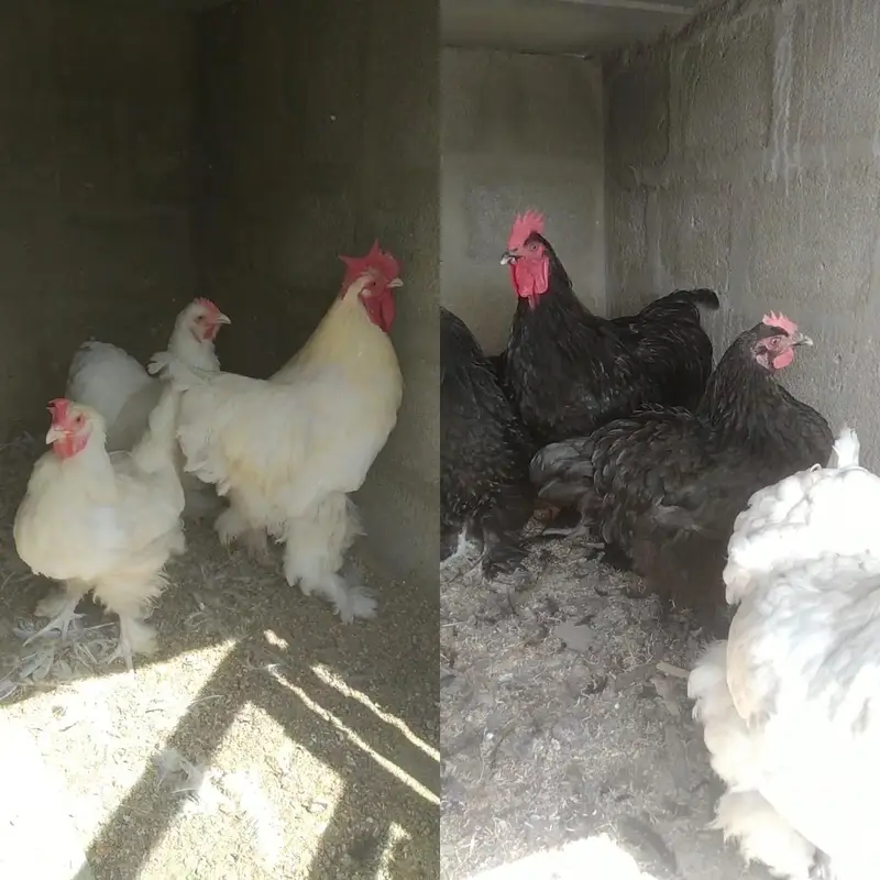 FANCY HENS FERTILE EGGS — photo 4