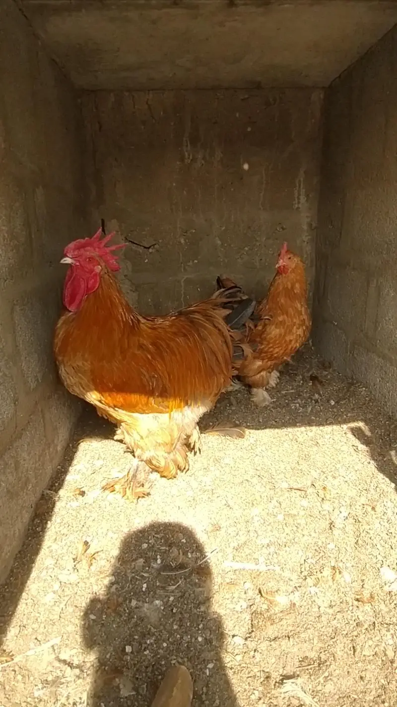 FANCY HENS FERTILE EGGS — photo 5