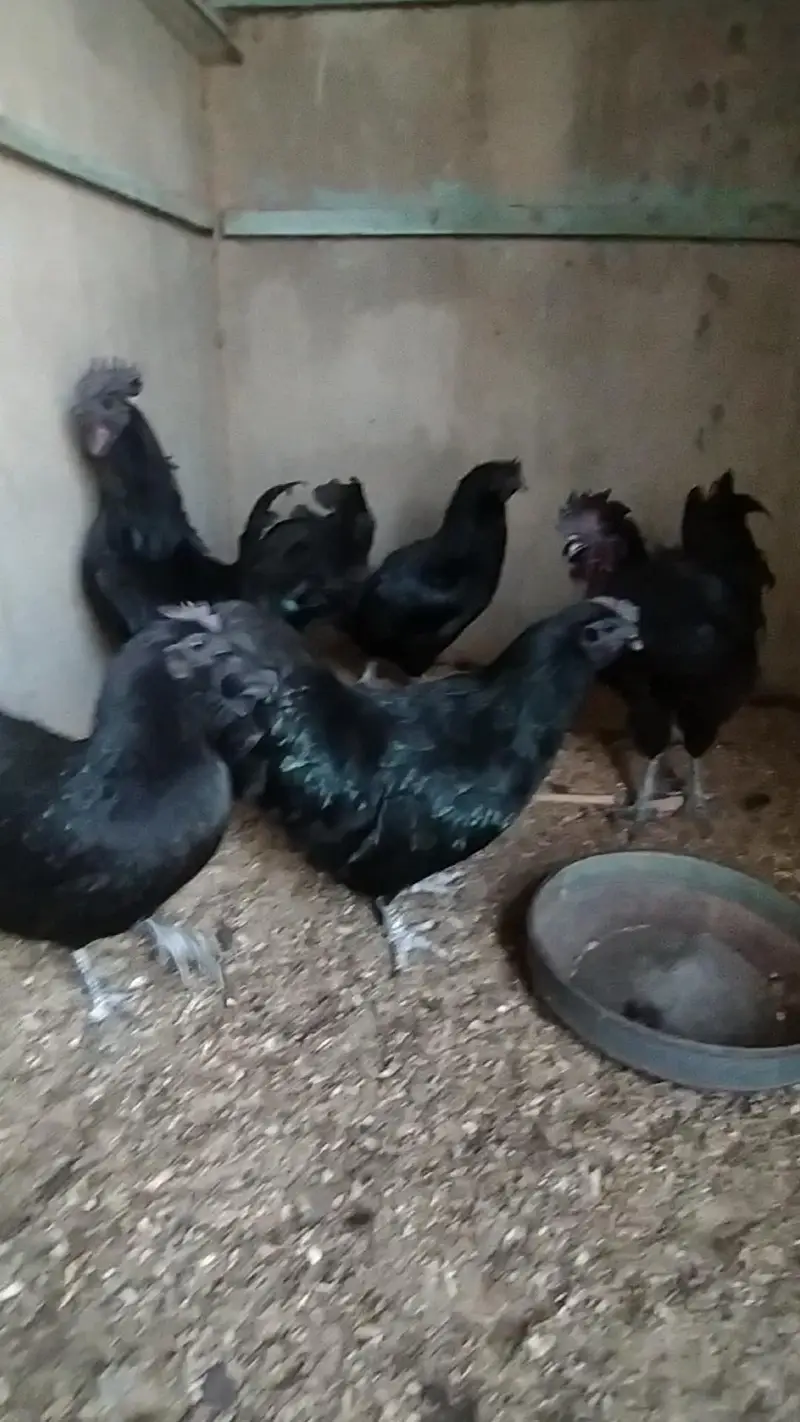 FANCY HENS FERTILE EGGS — photo 6