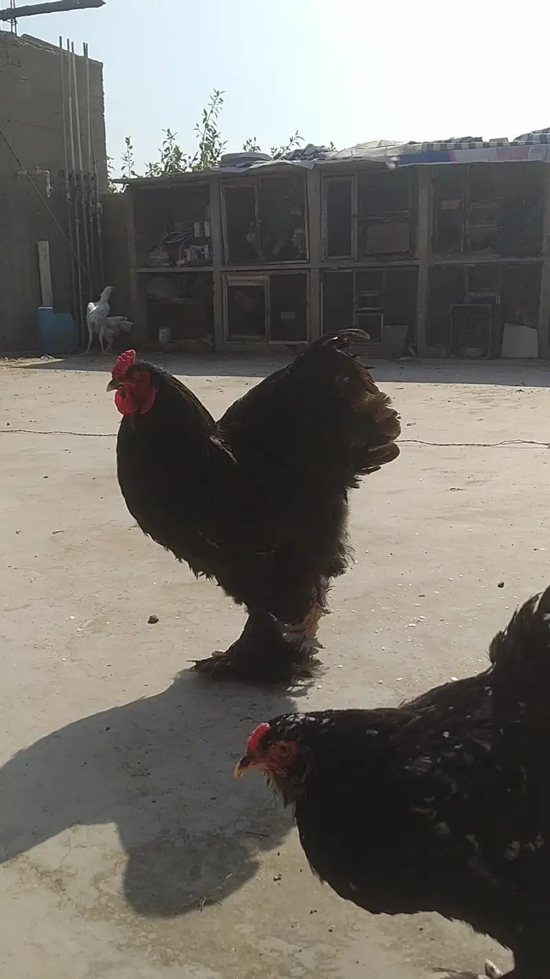 FANCY HENS FERTILE EGGS — photo 7