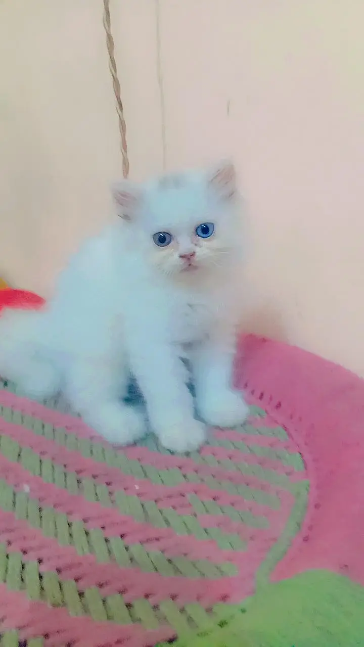 Cute Persian kittens Available — Healthy & playful — photo 2
