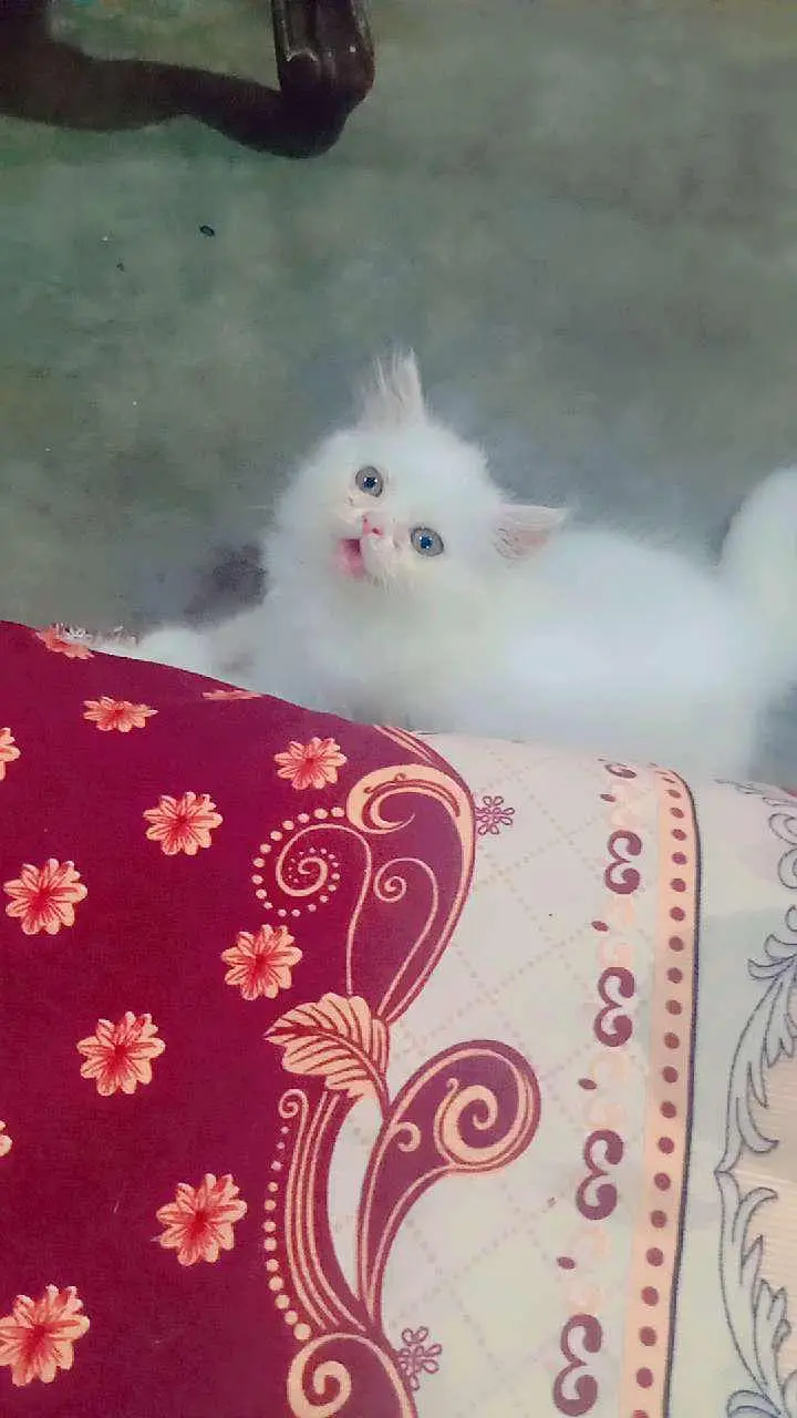Cute Persian kittens Available — Healthy & playful — photo 3