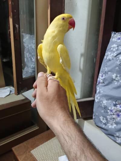 cute talking female yellow hand tamed. 03164900503
