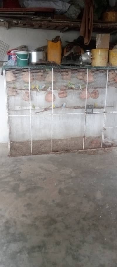 Bajari and cocktail parrot