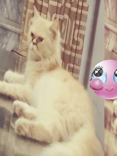 Persian punch face cat