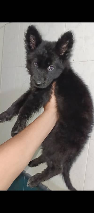 black German shepherd