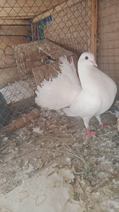 laka  pair for sale