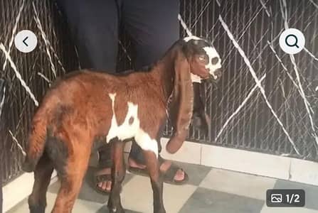 beetal naseel k bakra 4 month age hy