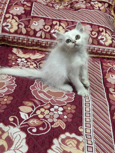 Persian female kitten/03187020013 WhatsApp/white kitten /triple coated