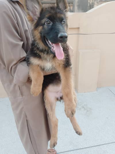 German shepherd puppies