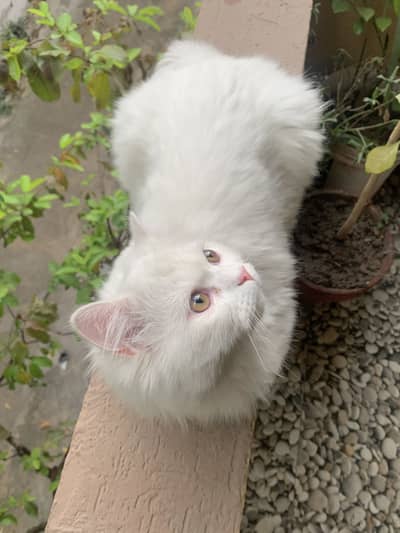 Persian white Cat