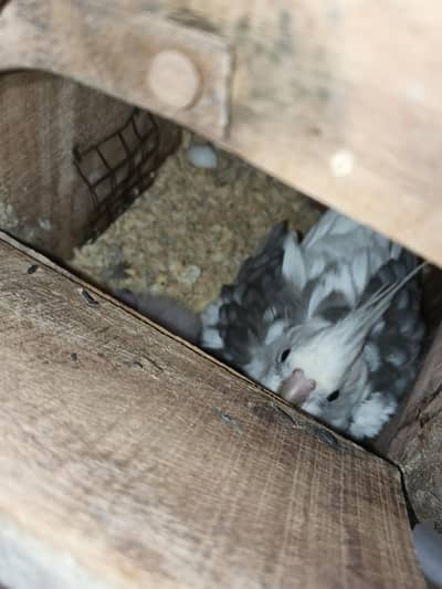 cockateil pair