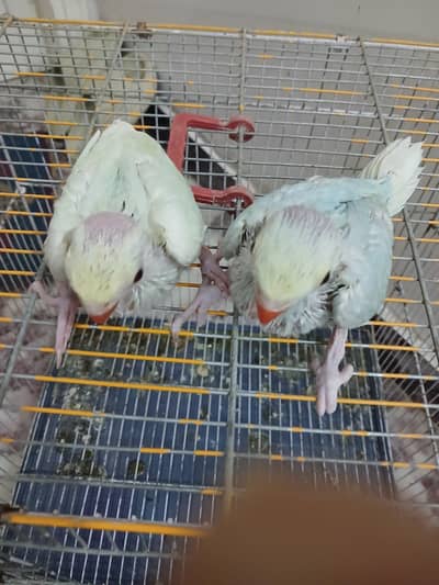 Ring neck Chicks