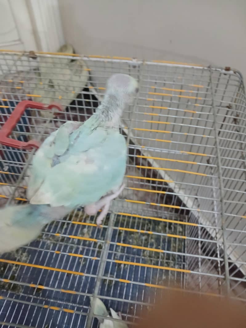 Ring neck Chicks 1