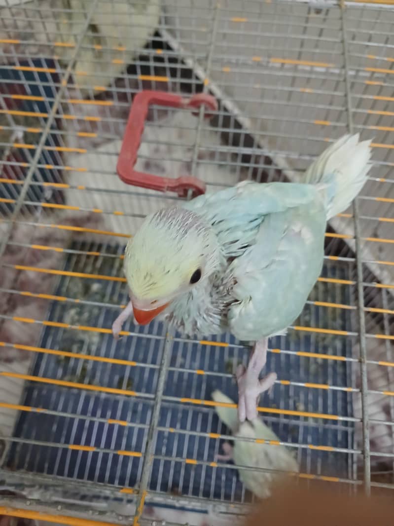 Ring neck Chicks 2