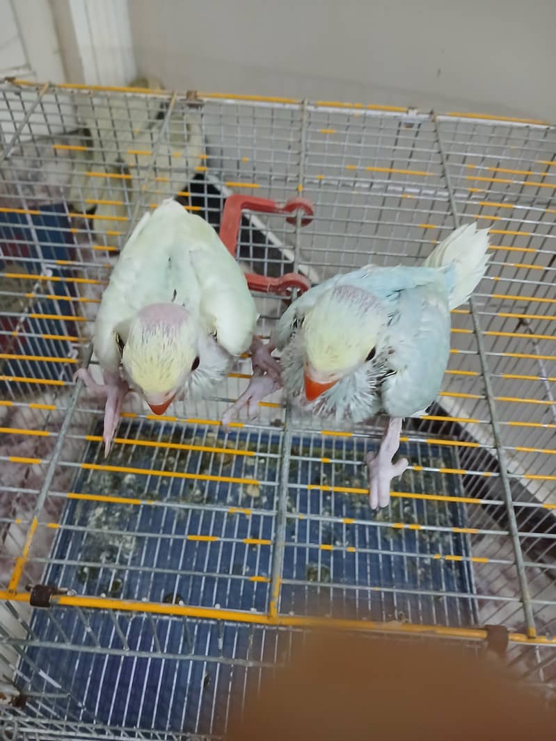 Ring neck Chicks 3