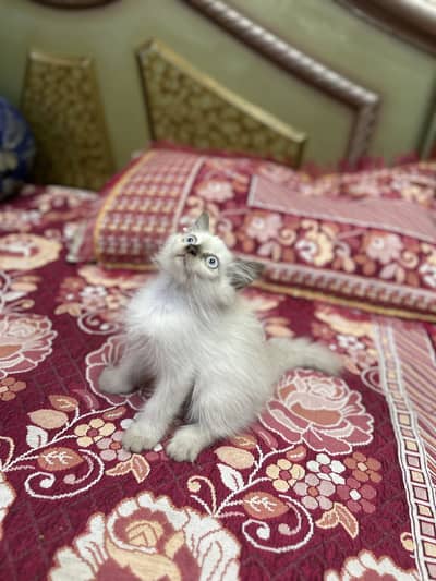 Persian kitten / 03247627801 WhatsApp/Himaliyan kitten/Triple coated