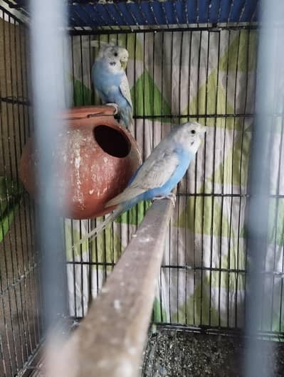 spengal breeder pair