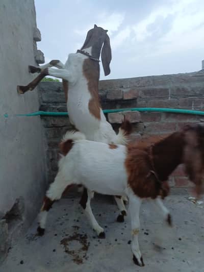 Bakra or Bakri