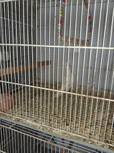 Eno cockateil pair