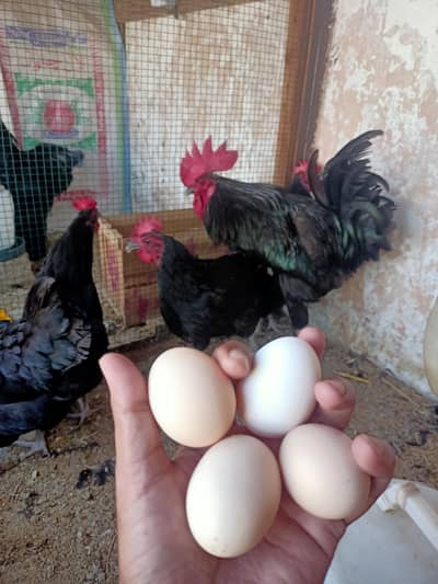 Black australorp Fertile eggs