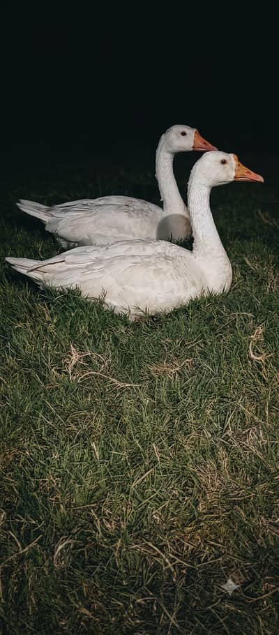 Breeder white ducks pair