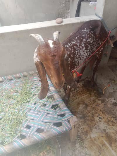 1 bakri