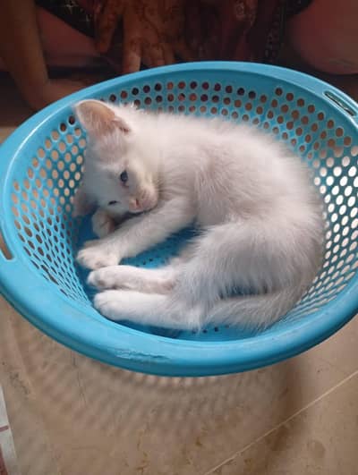 Persian 3 coat cute