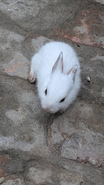 rabbit  for sale
