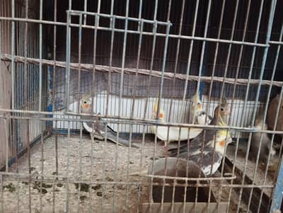 cocktail for sale