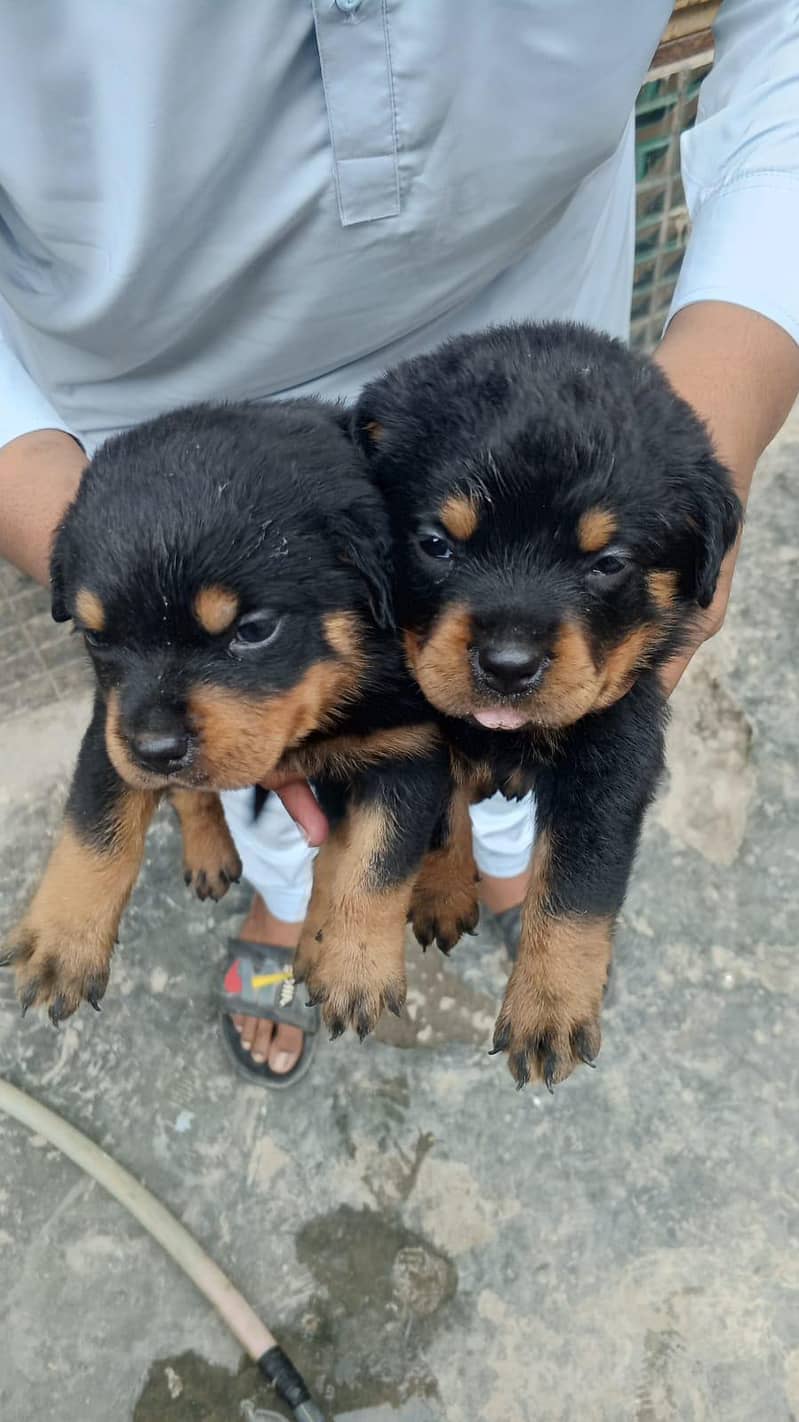 dooogs 0