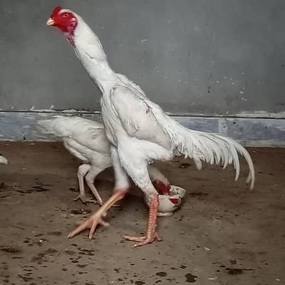 white shamo breeder pair
