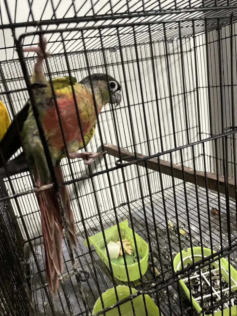 Suncheek red factor / yellow sided red factor — photo 3